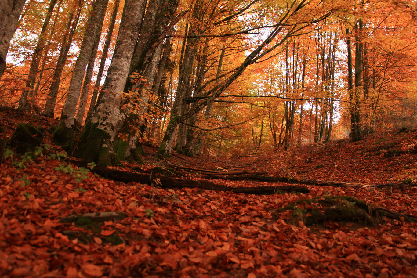 Selva de Irati, Navarra 